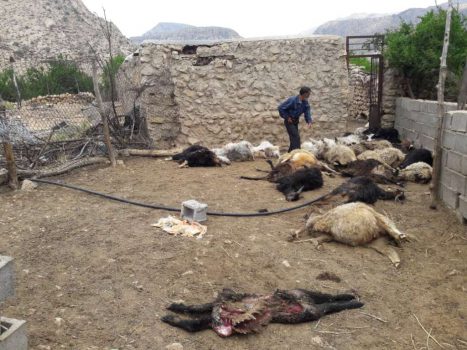 گرگ ها مهمان ناخواسته دو روستای هدف گردشگری داراب