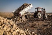 پیش بینی برداشت بیش از ۶ هزار تن چغندر قند از مزارع داراب
