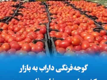 گوجهفرنگی داراب به بازار کشورهای حوزه خلیج فارس رسید