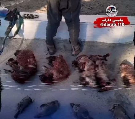 دستگیری شکارچی و کشف لاشه حیوانات وحشی