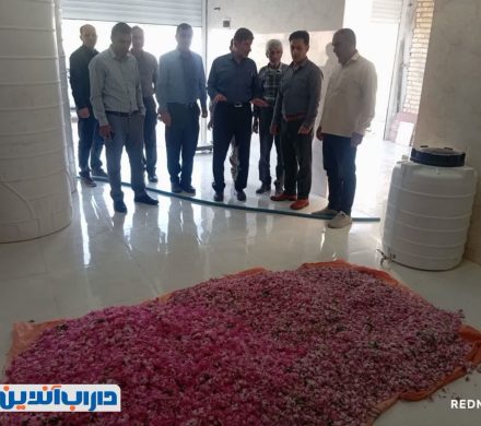 بازدید فرماندار از روند برداشت گل محمدی و کارگاه‌های گلاب‌گیری در بخش رستاق