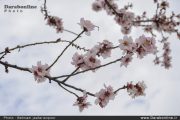 شکوفه های بهاری در روستای لایزنگان داراب