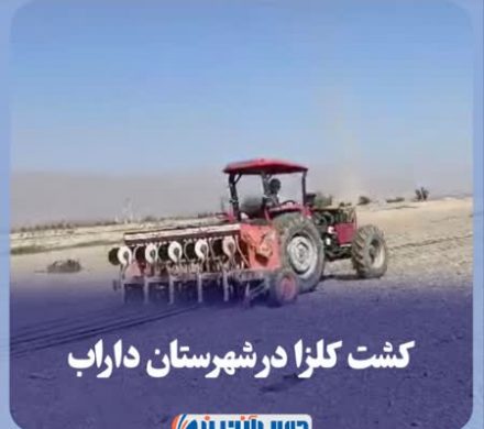 کشت کلزا در شهرستان داراب