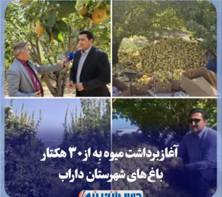 آغاز برداشت میوه بِه از ۳۰ هکتار باغهای شهرستان داراب