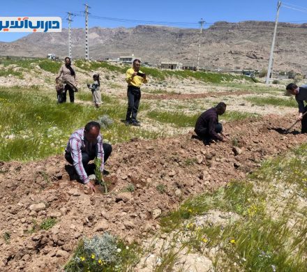 اجرای پویش «سرو ایران» در شهرستان داراب