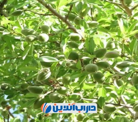 🔰چغاله بادام داراب روانه بازار شد