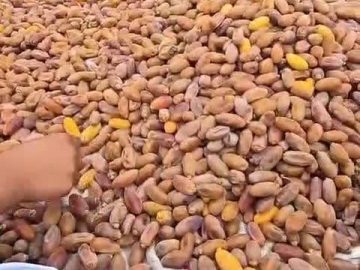 ظرفیت‌های کم‌نظیر کشاورزی فورگ داراب نیازمند توجه ویژه مسئولان است