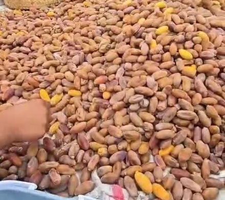 ظرفیت‌های کم‌نظیر کشاورزی فورگ داراب نیازمند توجه ویژه مسئولان است