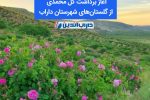 🌸 آغاز برداشت گل محمدی از گلستانهای شهرستان داراب