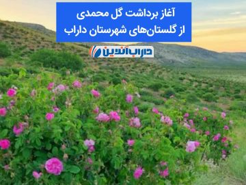 🌸 آغاز برداشت گل محمدی از گلستانهای شهرستان داراب