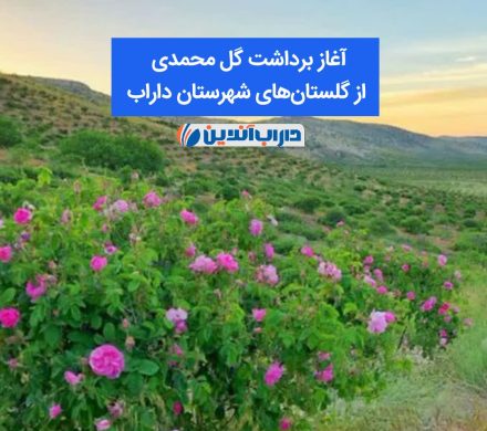 🌸 آغاز برداشت گل محمدی از گلستان‌های شهرستان داراب